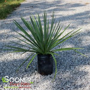 Yucca rostrara 'Sapphire Skies'