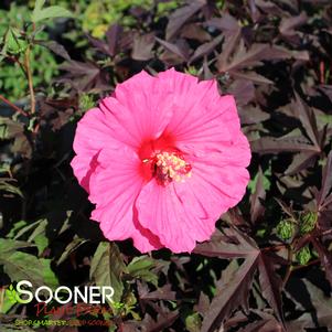 Hibiscus x 'Watermelon Ruffles'