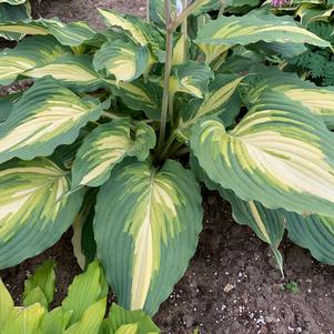 SHADOWLAND® LOVE STORY HOSTA