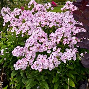 GARDEN GIRLS® FANCY GIRL GARDEN PHLOX