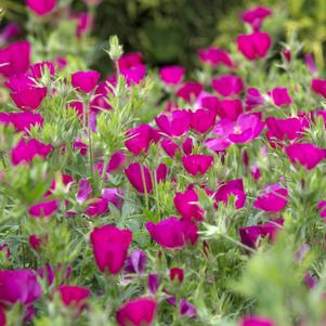 PURPLE POPPY MALLOW