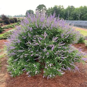 Vitex agnus-castus 'Bailtexthree'