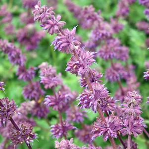 PURPLE RAIN MEADOW SAGE