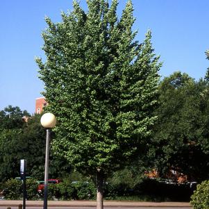 GOLDEN COLONNADE® GINKGO