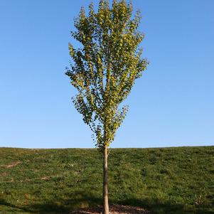 HANNA'S HEART® KATSURA TREE