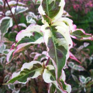 Cornus kousa 'Summer Fun'