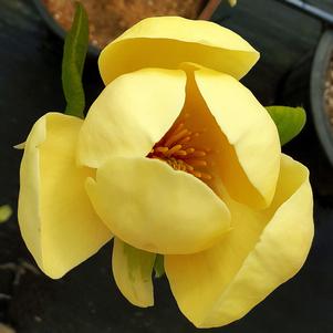 Magnolia x 'JURmag5'