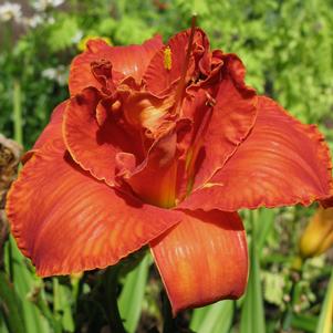 Hemerocallis x 'Moses' Fire'