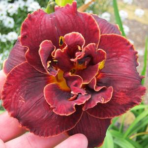 Hemerocallis x 'Night Embers'