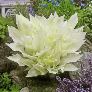 Hosta x 'White Feather'