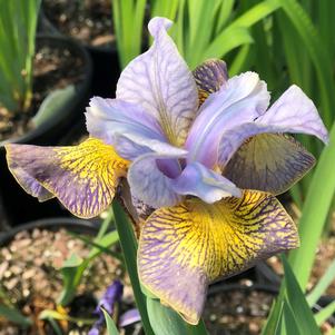 PEACOCK BUTTERFLY™ UNCORKED SIBERIAN IRIS