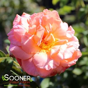 HEAVENLY SCENTED™ HYBRID TEA ROSE