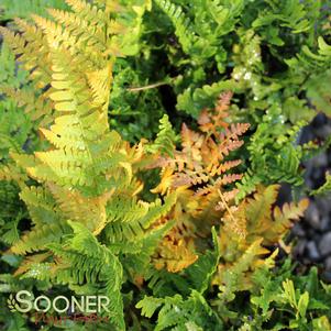 Dryopteris erythrosora 'Brilliance'