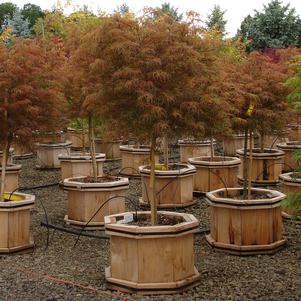 BABY LACE DWARF WEEPING JAPANESE MAPLE