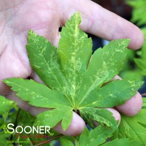 Acer sieboldianum 'Kumoi Nishiki'