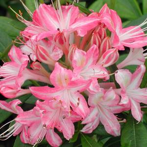 Rhododendron azalea x 'Ribbon Candy'