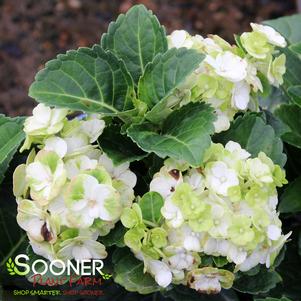 Hydrangea macrophylla 'Hokomagrito'