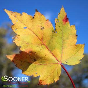 Acer rubrum 'Armstrong'