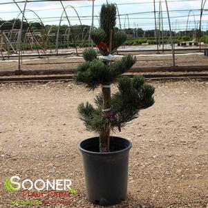 Pinus nigra 'Oregon Green'