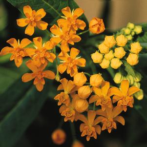 SILKY GOLD MILKWEED