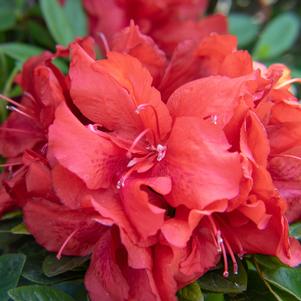 EVER AFTER™ RUBY REBLOOMING AZALEA