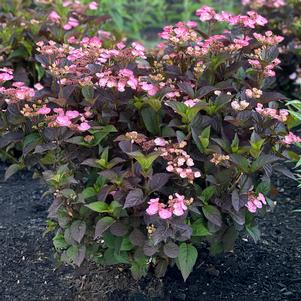 Tuff Stuff™ Red Hydrangea