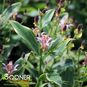 GILT EDGE TOAD LILY