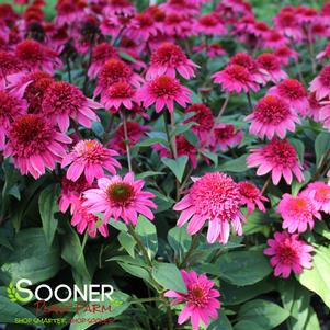 DOUBLE SCOOP™ WATERMELON DELUXE CONEFLOWER