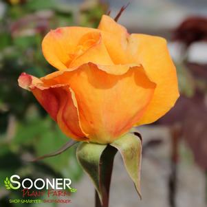 CHRIS EVERT HYBRID TEA ROSE