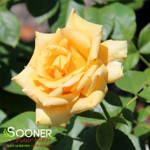 GOLDEN OPPORTUNITY™ CLIMBING ROSE