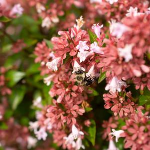 Abelia chinensis 'Abesrpras'