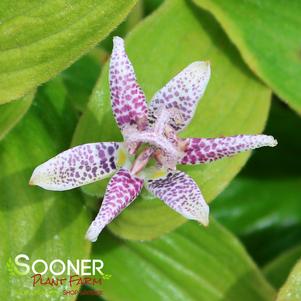 DARK BEAUTY TOAD LILY