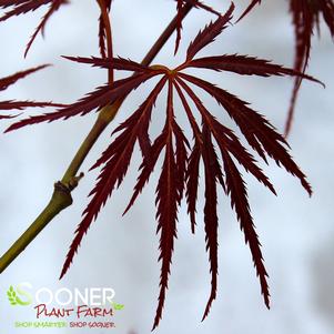 ORNATUM WEEPING JAPANESE MAPLE