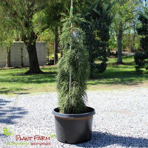 Sequoiadendron giganteum 'Pendulum'