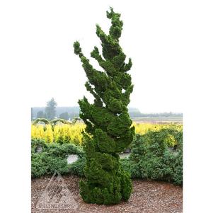 SPIRALIS HINOKI FALSE CYPRESS