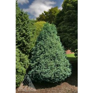 Chamaecyparis pisifera 'Curly Tops'