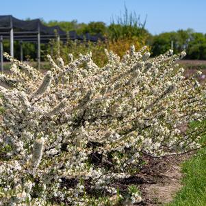 Prunus pumila 'UCONNPP002'