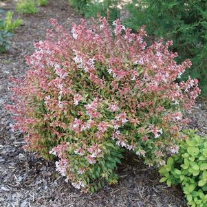 Abelia x grandiflora 'SMNAGBT'