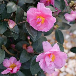 Camellia x 'FARROWCJH'