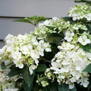 Hydrangea x 'WNJUDFBYWMH'