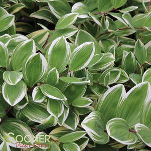 <em>Polygonatum</em> VARIEGATED SOLOMAN'S SEAL: 