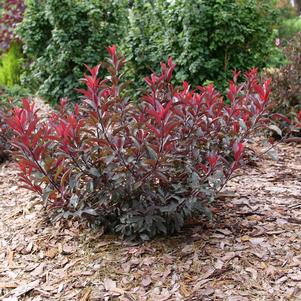 Prunus x cistena 'UCONNPCSDR'