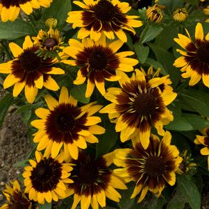 SONORA BLACK-EYED SUSAN