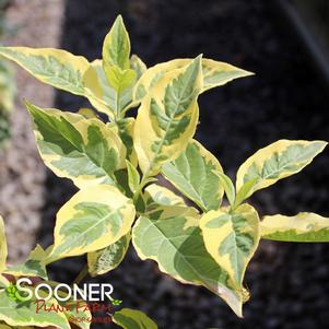 LATHIE VARIEGATED DWARF DOGWOOD