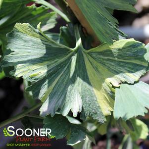 CRISPIN'S JADED JESTER VARIEGATED GINKGO