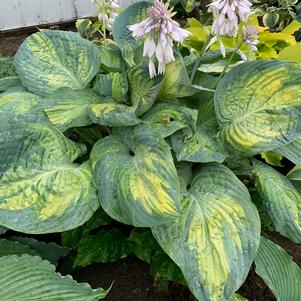 SHADOWLAND® GIANT SOUND OF MUSIC HOSTA