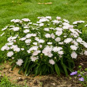 TOTALLY STOKED™ WHITECAPS STOKES ASTER