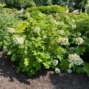 Hydrangea quercifolia 'Bocotoso'