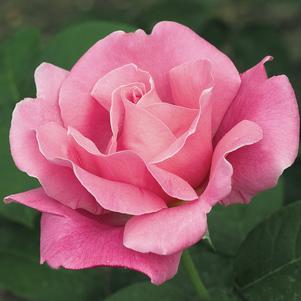 PERFUME DELIGHT™ HYBRID TEA ROSE