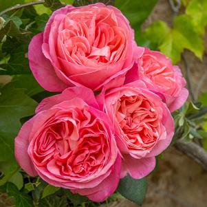 SWEET MADEMOISELLE™ HYBRID TEA ROSE